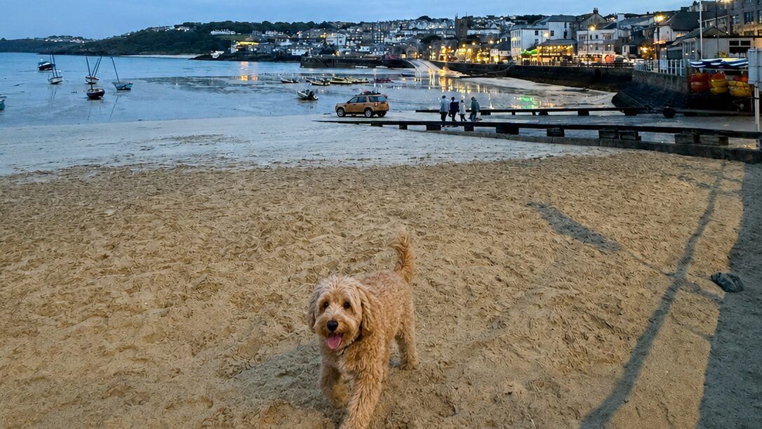 A curly-coated sandy dog on the harbour beach at St Ives at dusk, with the lit harbour front and boats on the low tide behind